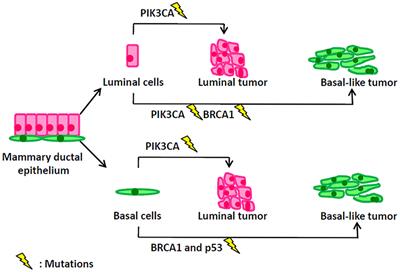 Stem Cells and Cellular Origins of Breast Cancer: Updates in the Rationale, Controversies, and Therapeutic Implications